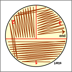 Illustration showing how to streak sector 1 of a petri plate: 5 sector method.